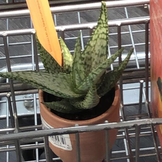 Broad-Leaved Aloe plant photo by @merp named bobbart on Greg, the plant care app.