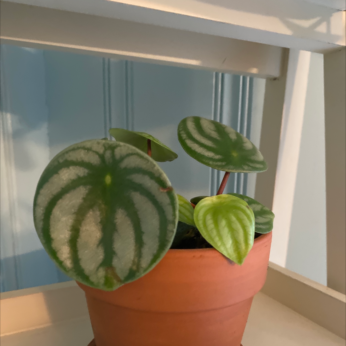 Watermelon Peperomia plant photo by @keila named Fiona on Greg, the plant care app.