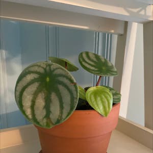 Watermelon Peperomia plant photo by Keila named Fiona on Greg, the plant care app.