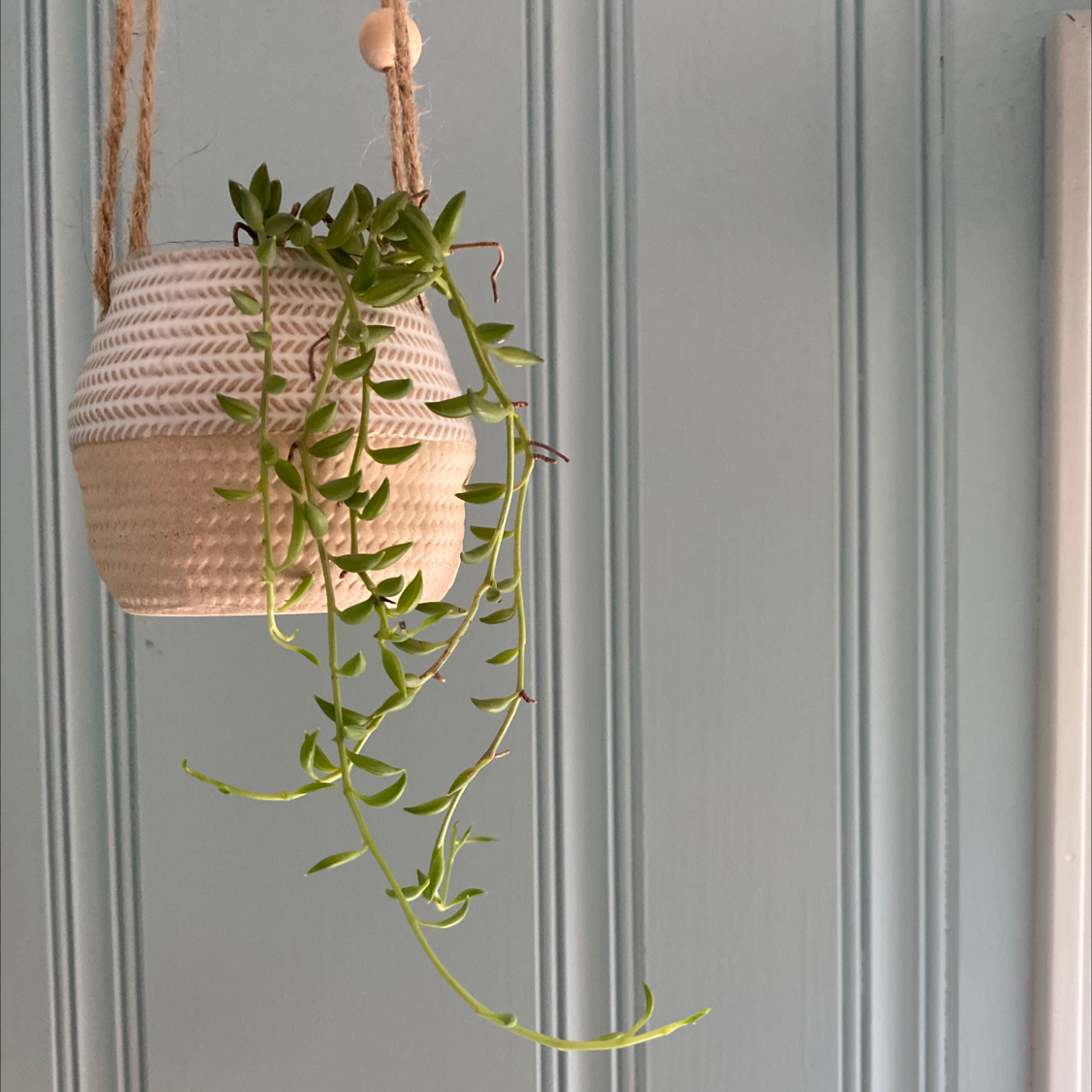 Photo of the plant species String of Bananas by @keila named Havana Banana on Greg, the plant care app