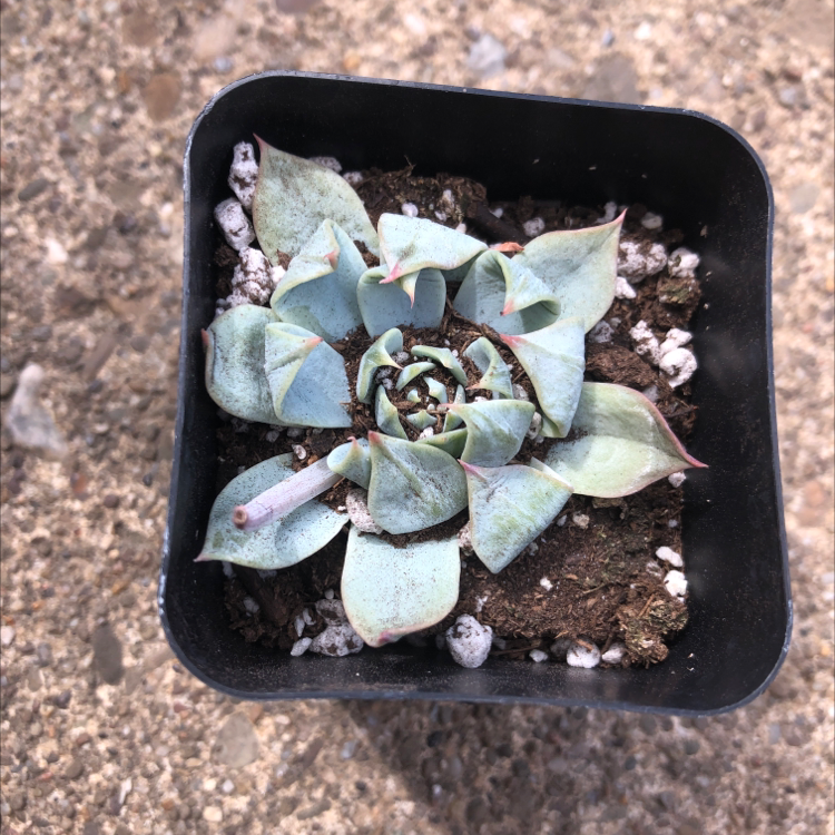 Photo of the plant species Echeveria subalpina by Kylie named blue fairy on Greg, the plant care app