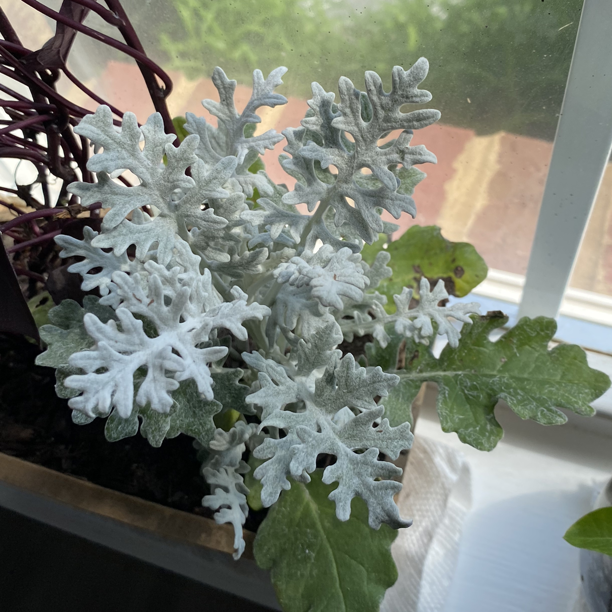 Silver Ragwort plant with silvery-white, lobed leaves in a pot by a window.