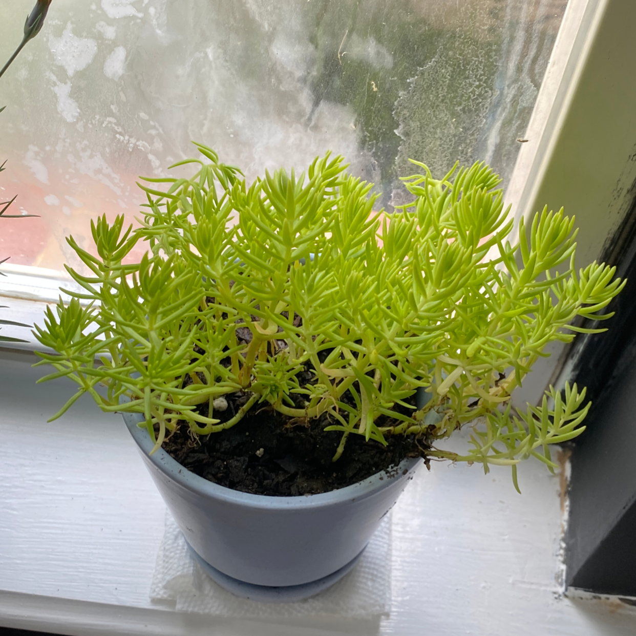 Goldmoss Stonecrop plant photo by Lacey named Sharon on Greg, the plant care app.