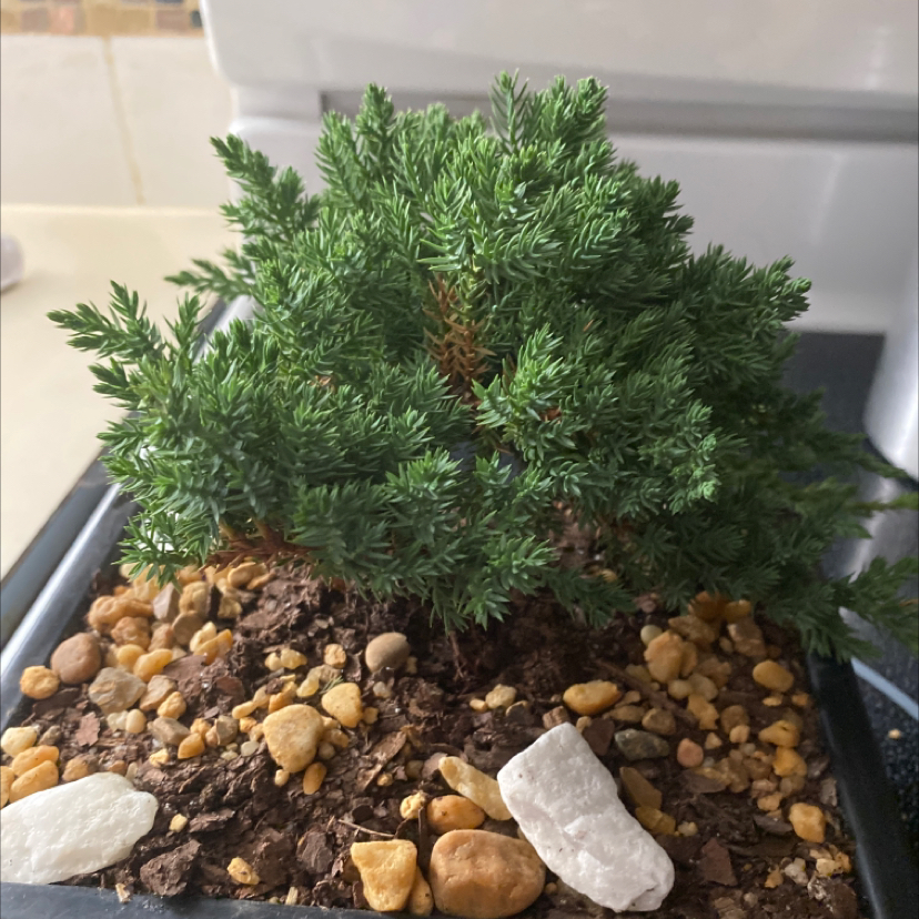 Photo of the plant species Blue Star Juniper by @Garden named Dad’s son on Greg, the plant care app