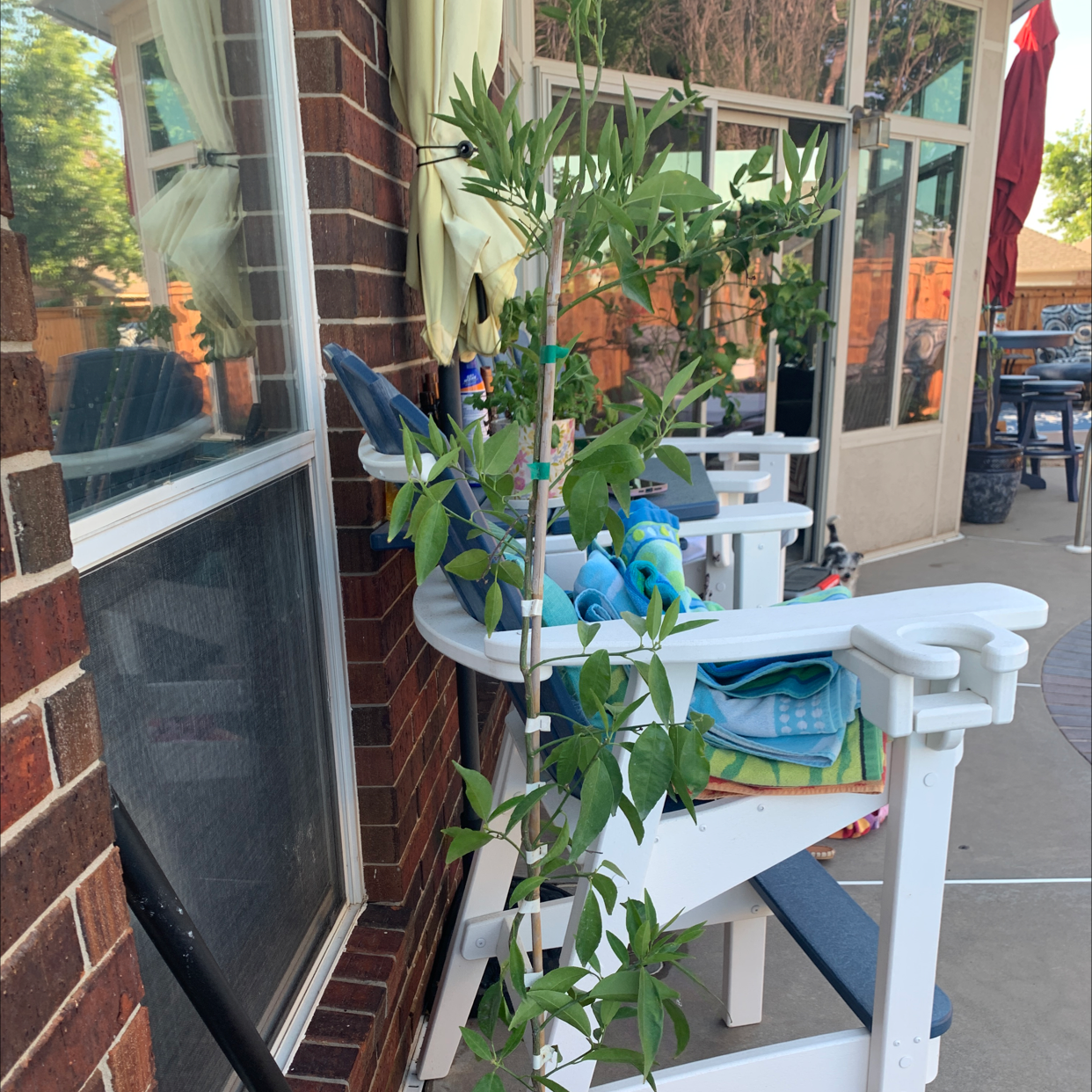 Key Lime Tree growing outdoors with green leaves, well-framed and centered.