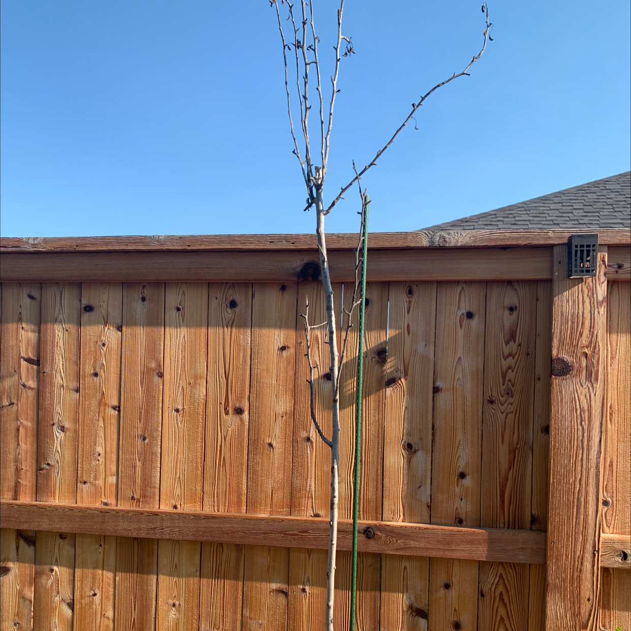 Photo of the plant species European Pear by Cara named Pinapple pear tree on Greg, the plant care app