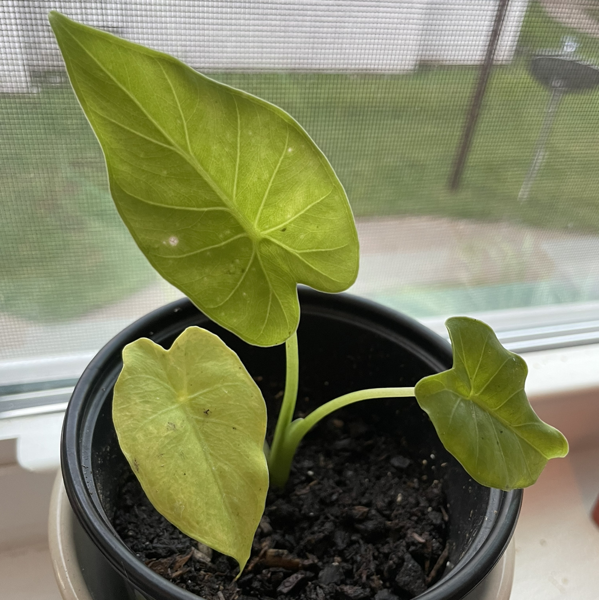 Potted Arrowleaf Elephant Ear plant with three leaves, some yellowing visible, placed on a windowsill.