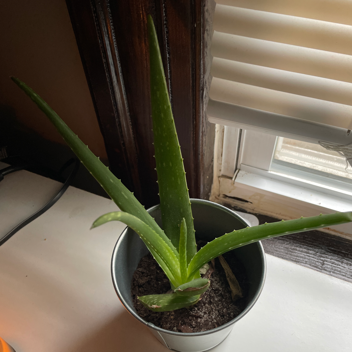 Aloe vera plant photo by Lauren named LiLi on Greg, the plant care app.