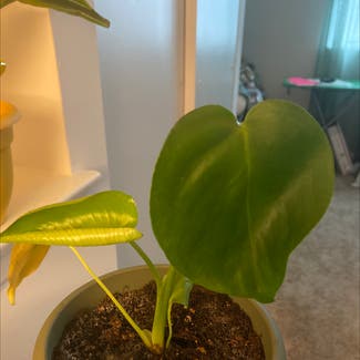 Heartleaf Philodendron plant in Mount Laurel Township, New Jersey