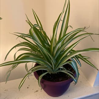 Spider Plant plant in Mount Laurel Township, New Jersey