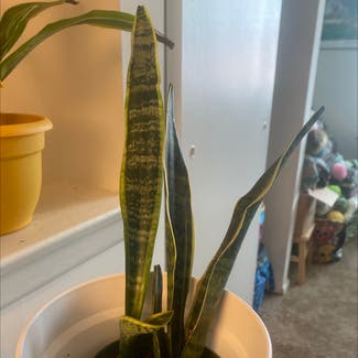 Snake Plant plant in Mount Laurel Township, New Jersey