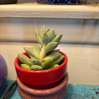 succulent plant in Mount Laurel Township, New Jersey