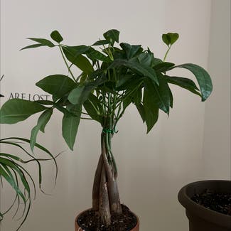 Money Tree plant in Mount Laurel Township, New Jersey