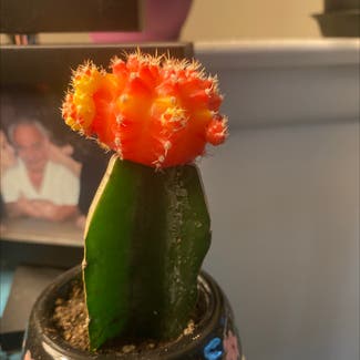 Moon Cactus plant in Mount Laurel Township, New Jersey