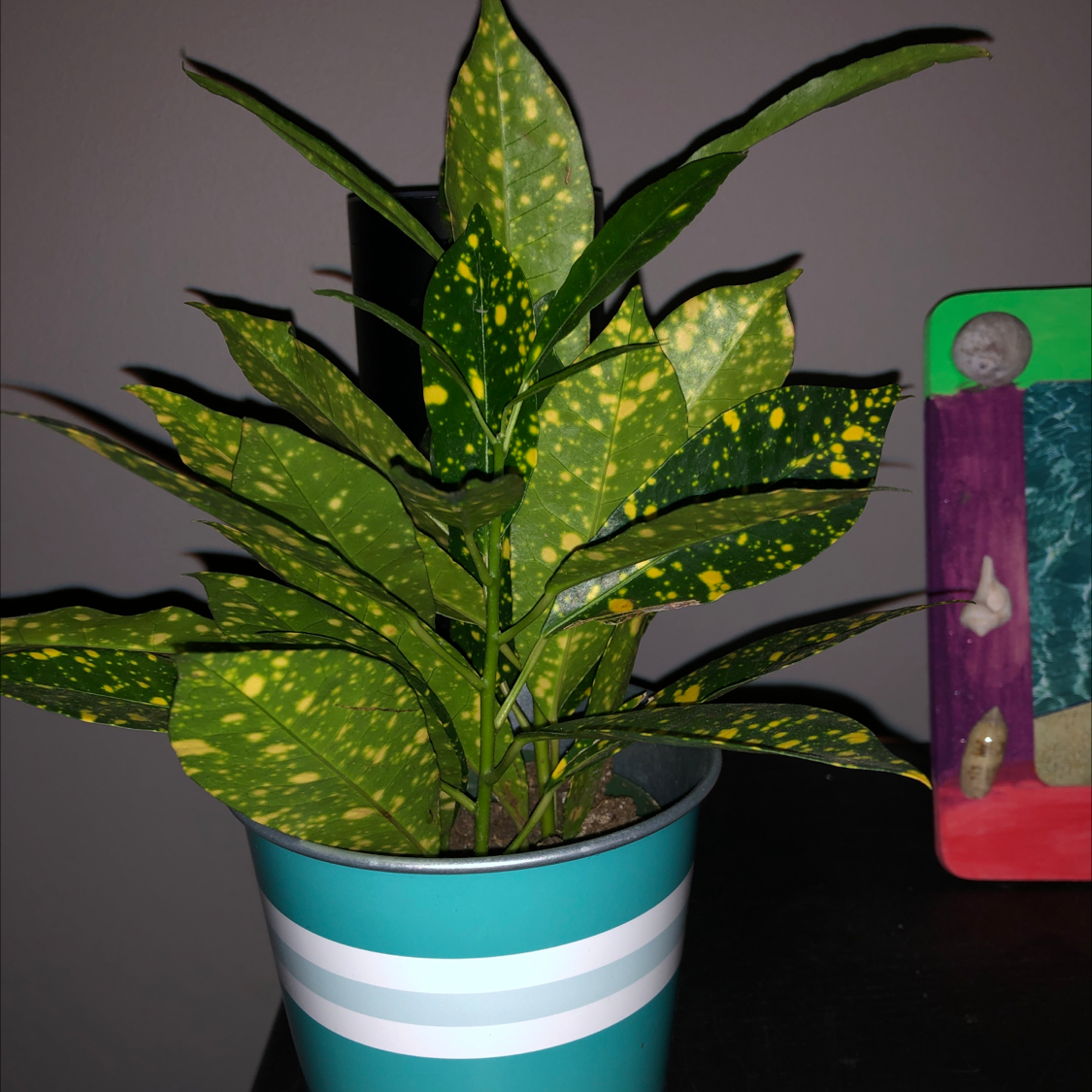 Healthy variegated Japanese Laurel houseplant in striped ceramic pot, with vibrant yellow-spotted leaves.