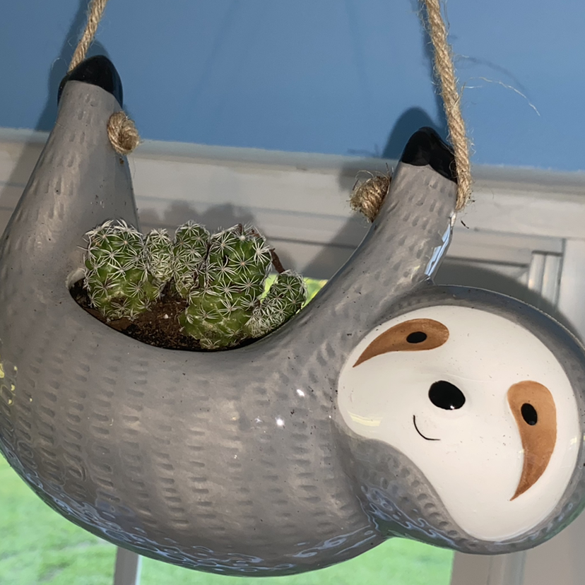 Missouri Foxtail Cactus in a decorative sloth-shaped hanging planter near a window.