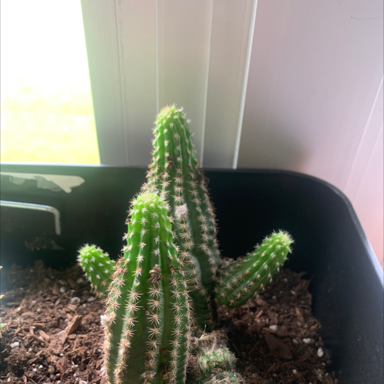 Golden Torch plant photo by @Samborginimercy named Phil on Greg, the plant care app.