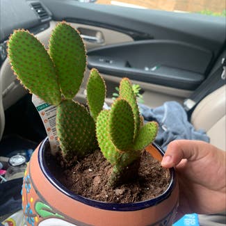 Bunny Ears Cactus plant in Natchitoches, Louisiana