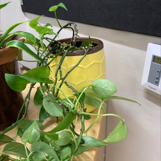 Golden Pothos plant in Natchitoches, Louisiana