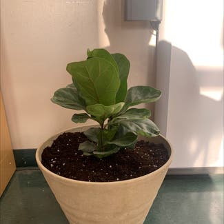 Fiddle Leaf Fig plant in Natchitoches, Louisiana