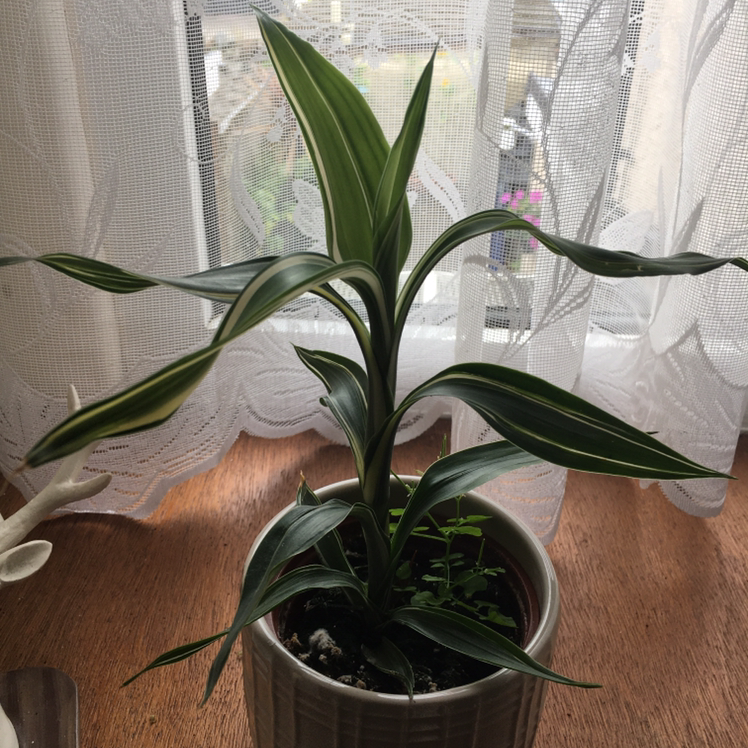 Dracaena 'Warneckii' plant in a pot on a wooden surface, healthy green leaves.