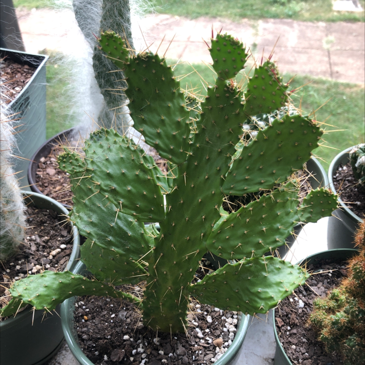 Healthy Barbary Fig plant with green, spiny pads in a pot. Soil is visible.