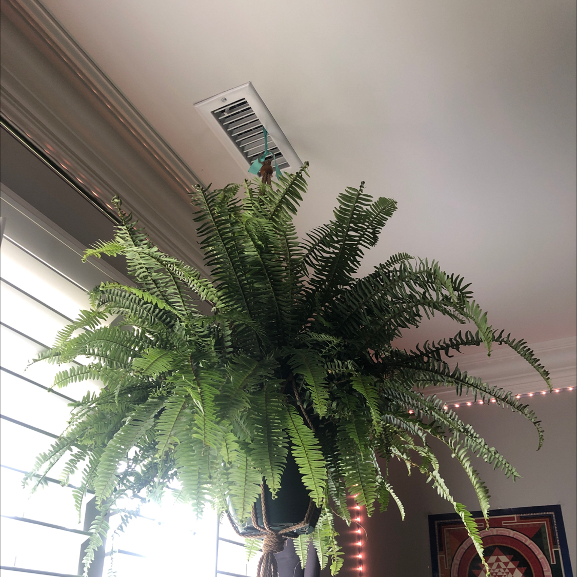 Healthy Kimberly Queen Fern with lush green fronds, well-framed and centered.