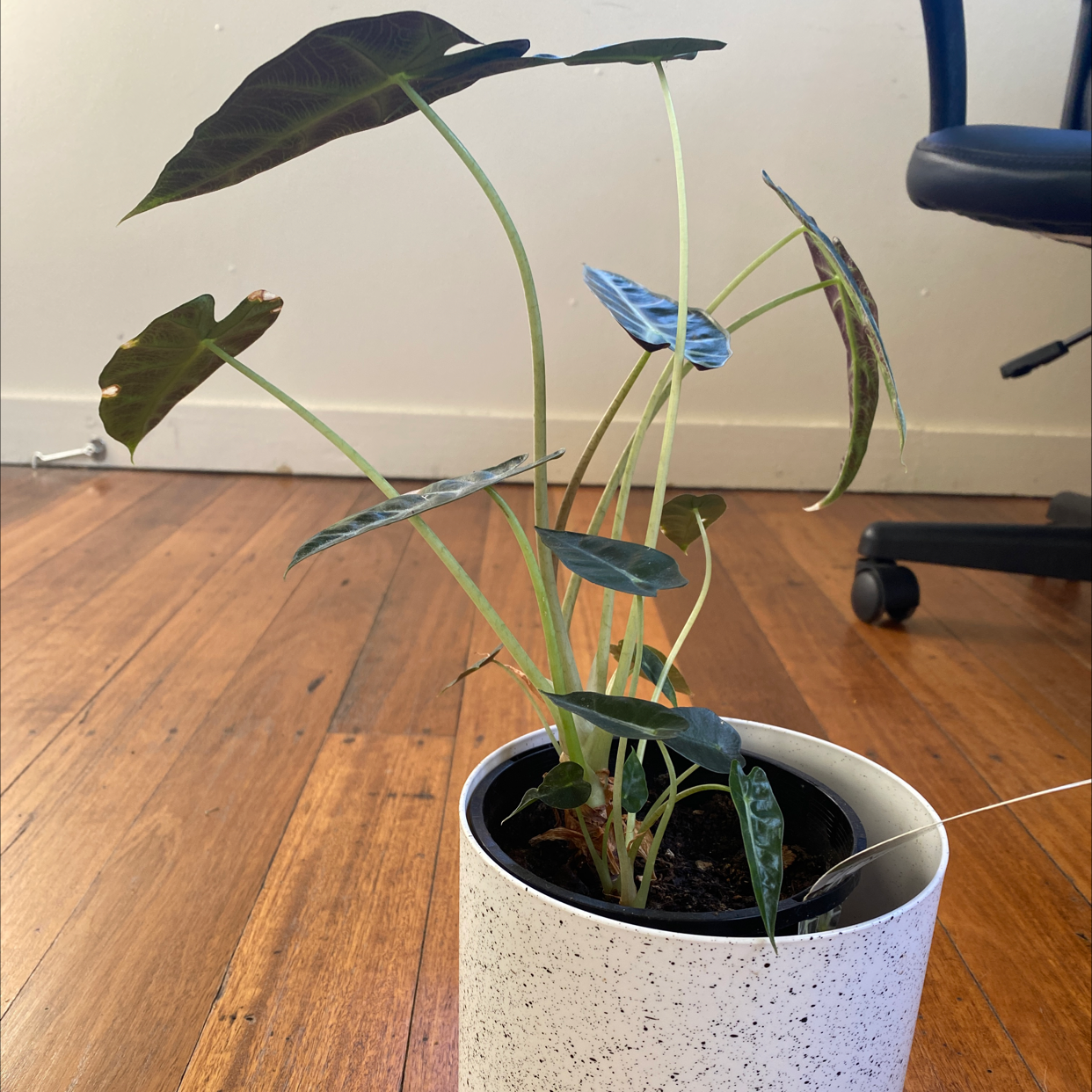 Alocasia 'Bambino' plant in a white pot on a wooden floor with a chair in the background.
