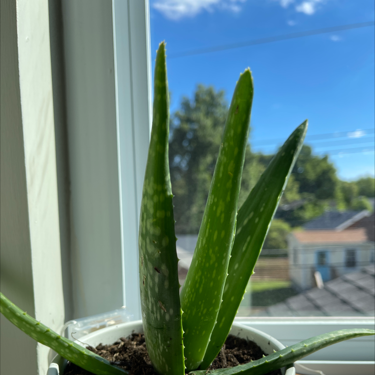 Aloe vera plant photo by Emma named aloe on Greg, the plant care app.