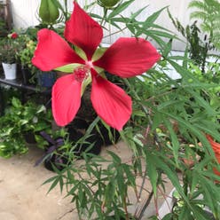 Scarlet Hibiscus plant