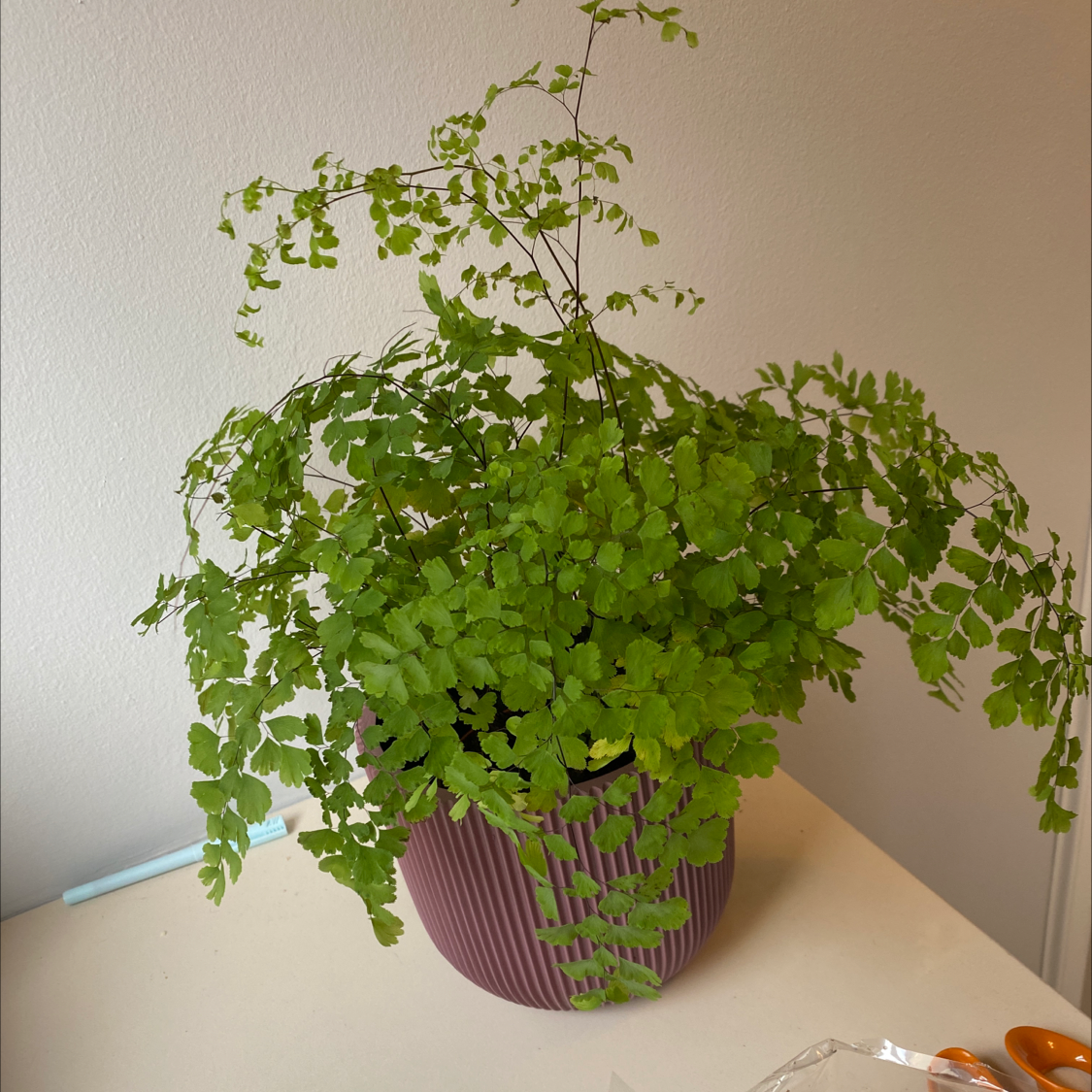 Pacific Maidenhair Fern in a purple pot with vibrant green leaves.