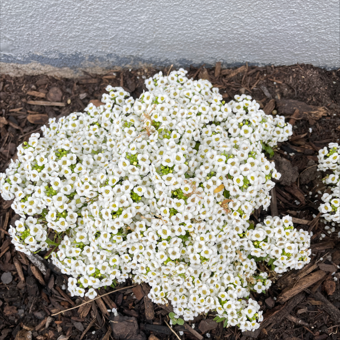 Cluster of densely-packed, small white sweet alyssum flowers blooming profusely and covering foliage, indicating a thriving plant.