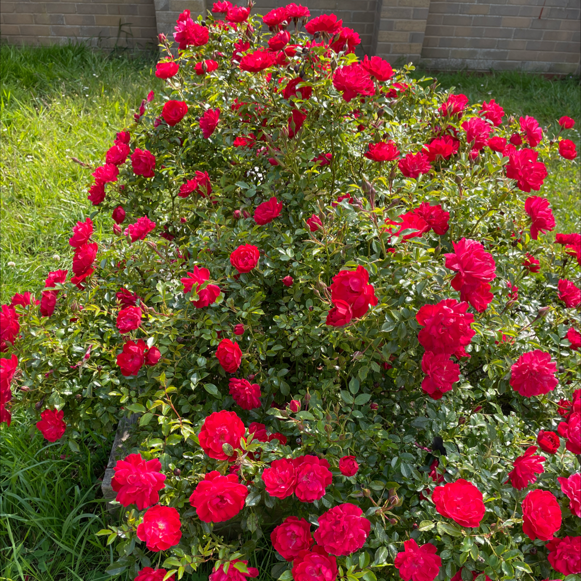 Dense cluster of Beach Rose (Rosa rugosa) with vibrant red flowers.