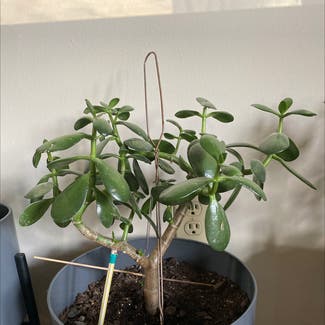 Jade plant in Valparaiso, Indiana