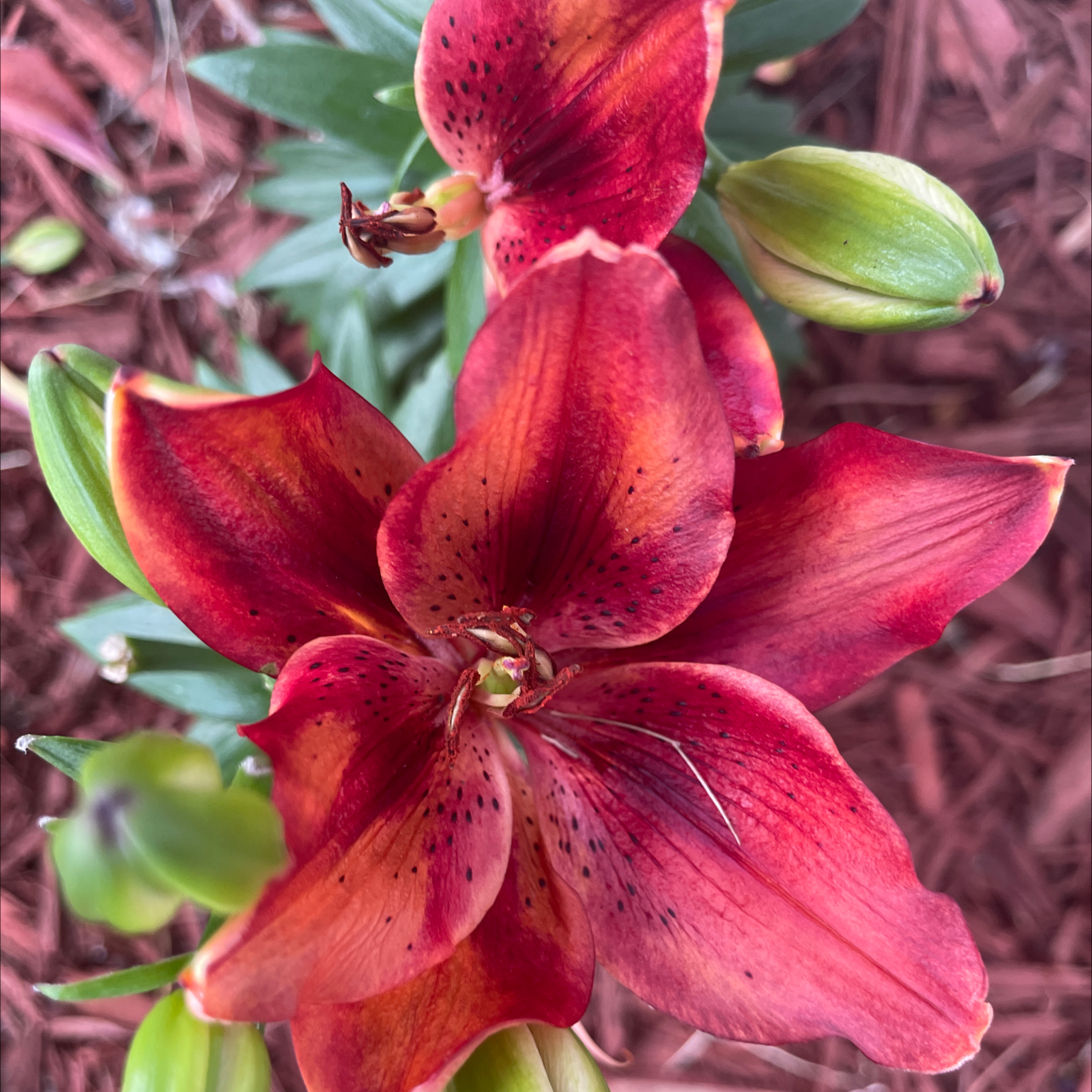 Orange daylily with vibrant blooms and buds, set against a mulch background.