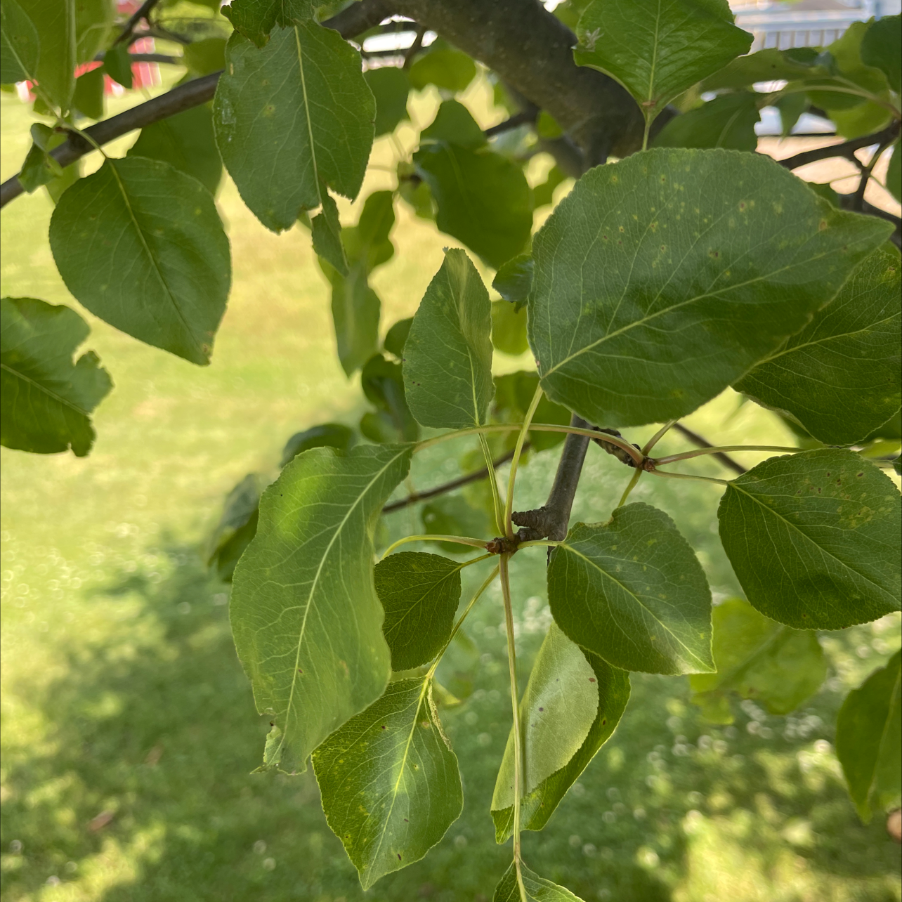 Photo of the plant species European Pear by Lisa named Marley on Greg, the plant care app