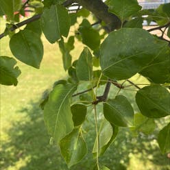 European pear plant