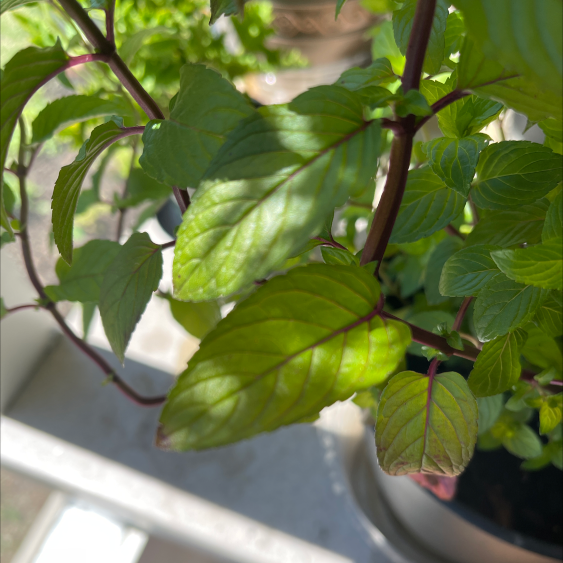 Sweet Basil plant photo by @Dirtygardens named Chocolate Mint on Greg, the plant care app.