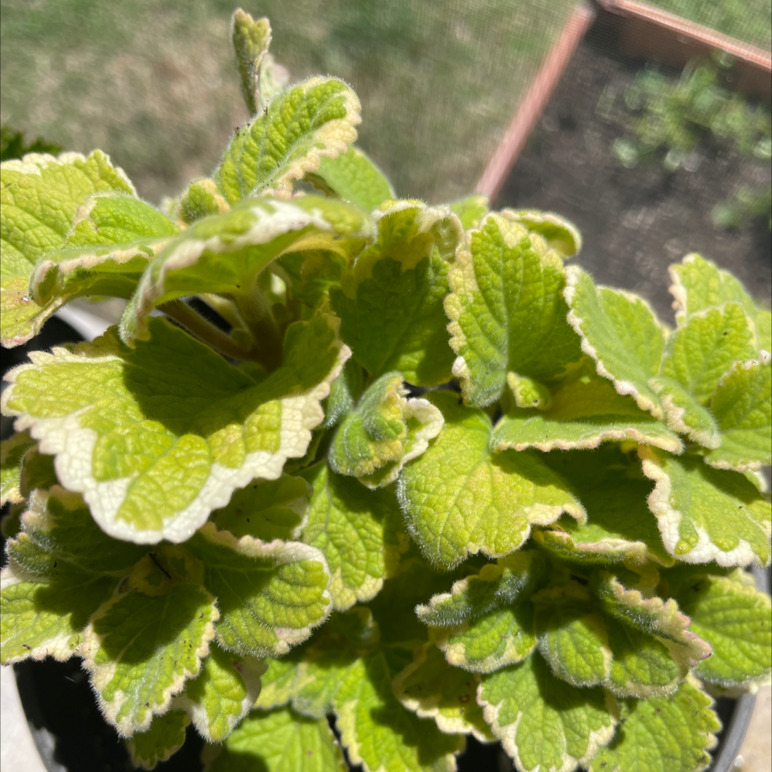 Apple Mint plant photo by @Dirtygardens named Lemon Twist Mint Leaf on Greg, the plant care app.