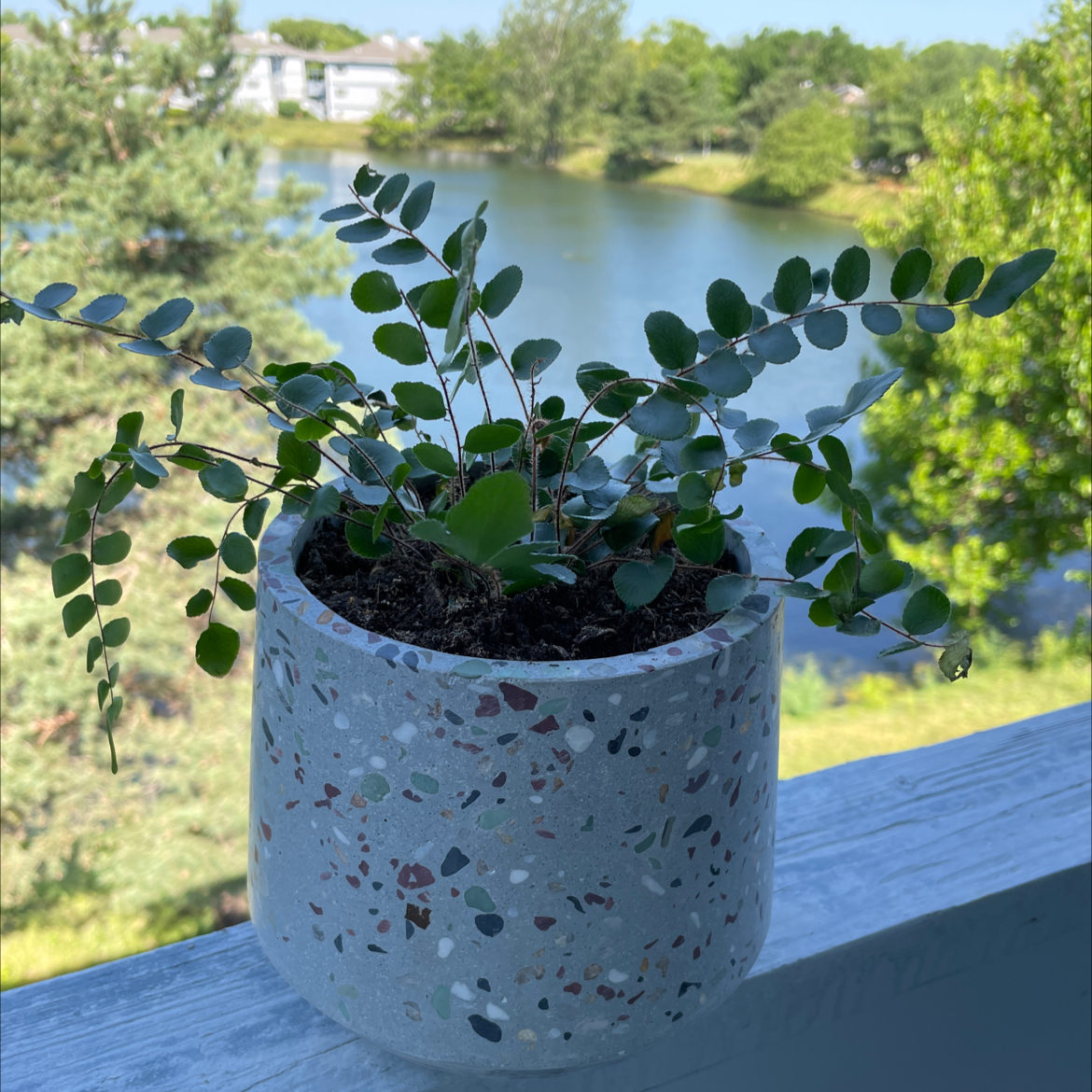 Pellaea rotundifolia plant in a pot on a balcony railing with a scenic background.
