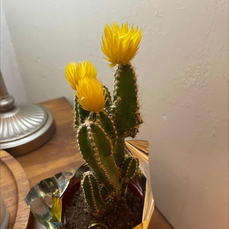 Columnar Cactus with yellow flowers in a pot, soil visible.