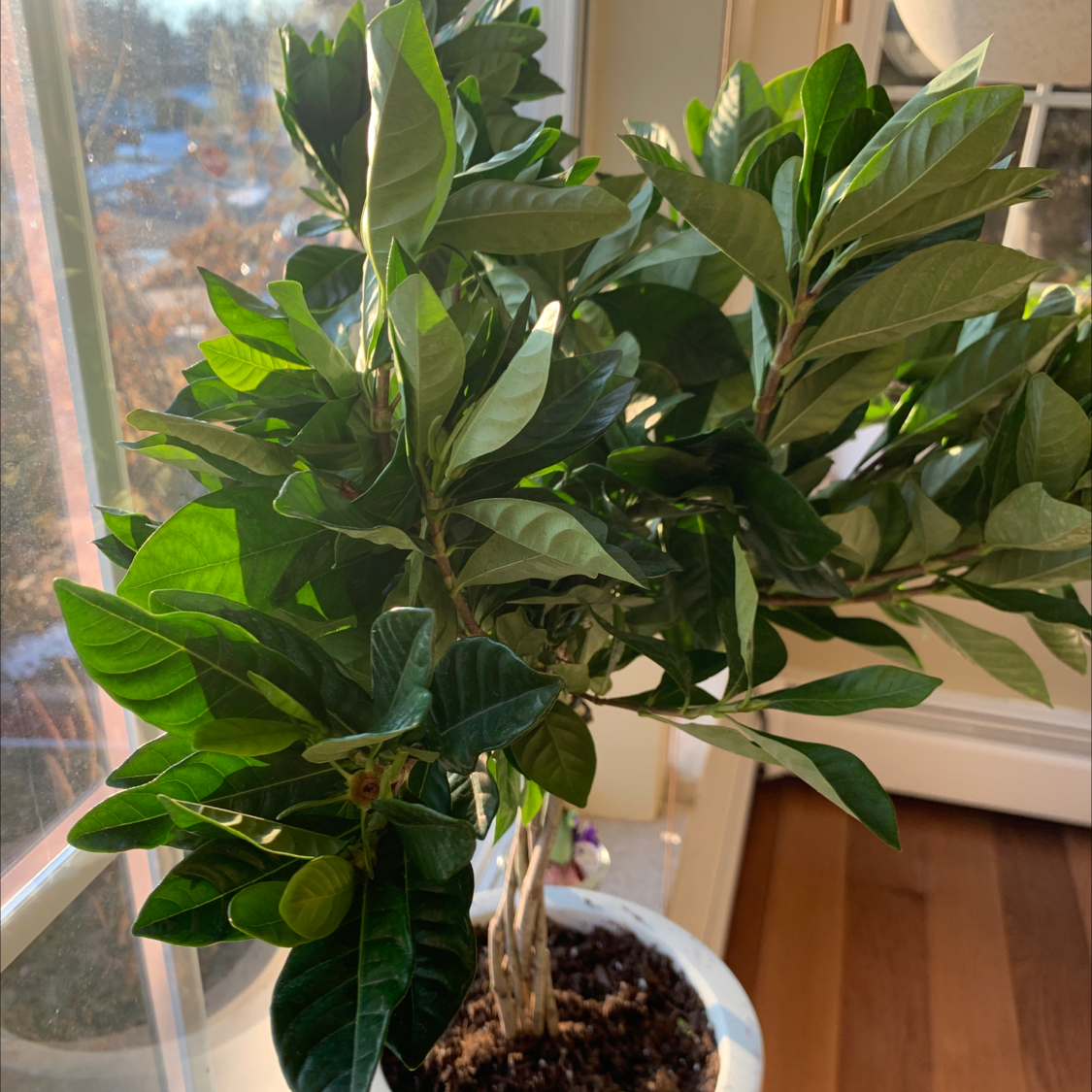 Cape Jasmine plant indoors near a window with healthy green leaves and visible soil.