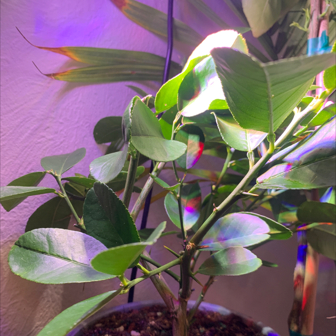 Image of an Orange Tree with healthy green leaves in a pot, soil visible.