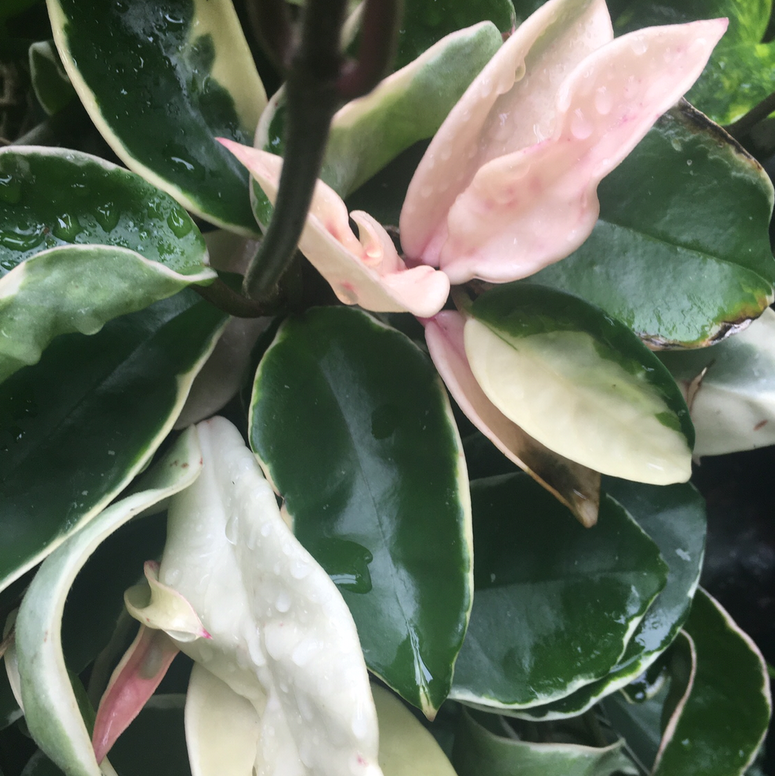 Close-up of a healthy, variegated Waxplant leaf with a human hand gently touching it to showcase the light and dark green pattern.
