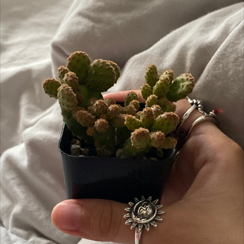 Lady Finger Cactus plant photo by Adz named gold lace cactus <3 on Greg, the plant care app.