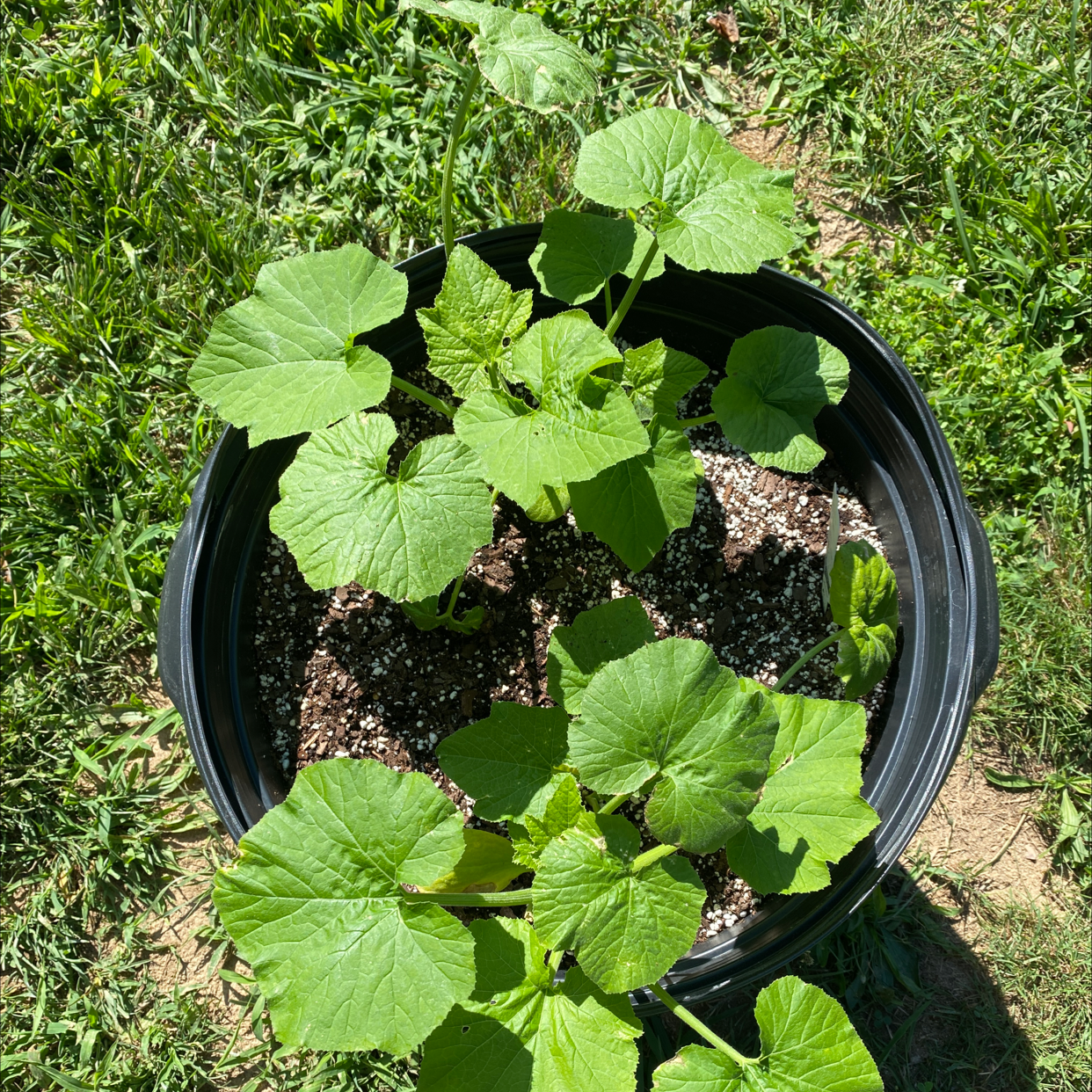 Why Are My Summer Squash Leaves Droopy? 💧