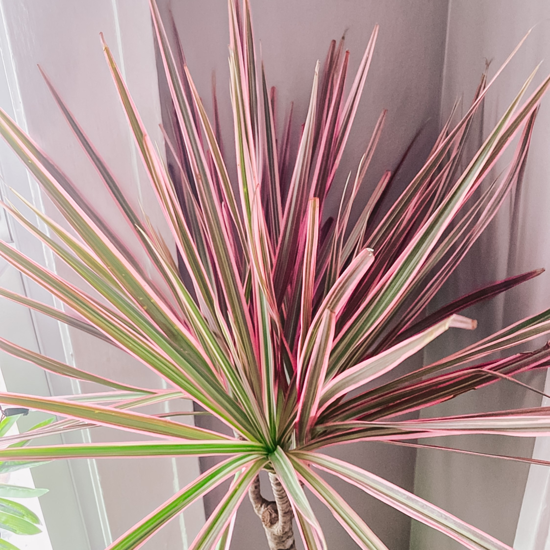 Dragon Tree plant photo by @RieRie312 named Pinky on Greg, the plant care app.