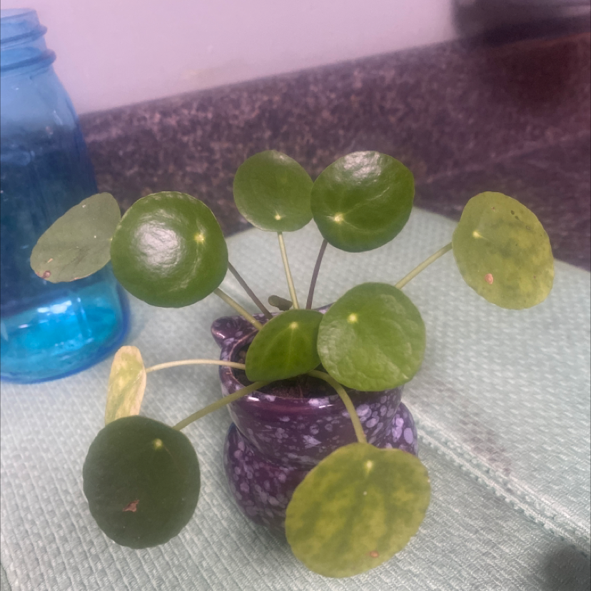 Chinese Money Plant plant photo by Carmen named Dollar Dollar Plant Y’all on Greg, the plant care app.