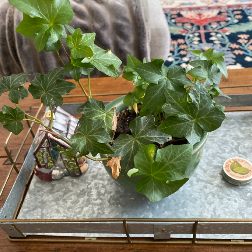 English Ivy plant photo by @Elleringsrud named Marjorie on Greg, the plant care app.
