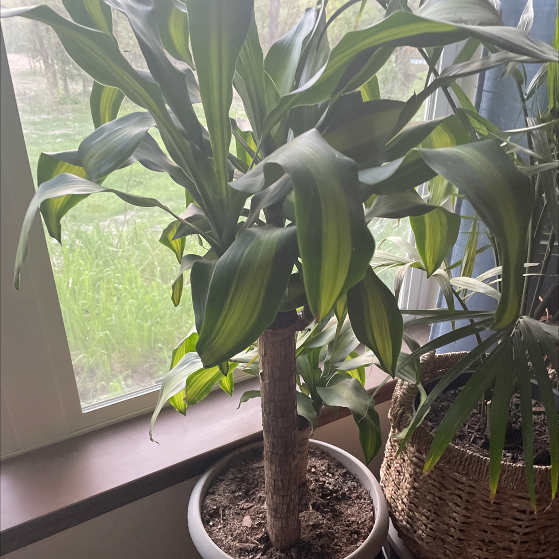 Blue-Stem Yucca plant photo by @The_Newcomer named Suave on Greg, the plant care app.
